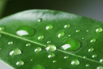 Fototapeta na wymiar View of water drops on green leaf, closeup