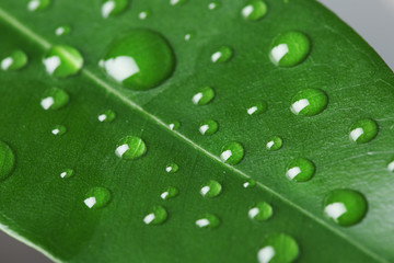 Fototapeta na wymiar Macro view of water drops on green leaf
