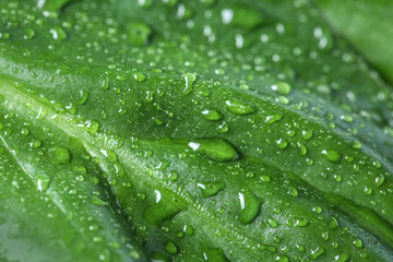 Macro view of water drops on green leaf