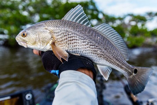 Holding a redfish
