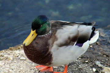 Duck in the water