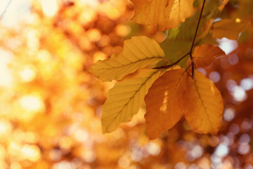 Naklejka na ściany i meble Tree twig with bright leaves on sunny autumn day