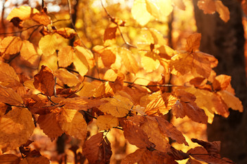 Sunlit golden leaves in autumn forest. Seasonal background