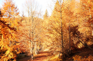 Picturesque landscape with autumn forest on sunny day