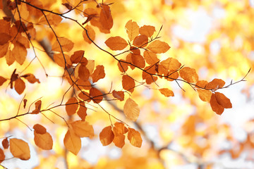 Naklejka na ściany i meble Tree twigs with autumn leaves on blurred background