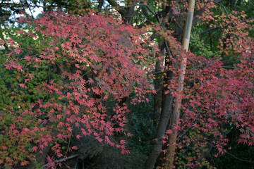 Fototapeta premium 清水山の紅葉