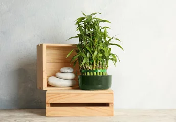 Photo sur Plexiglas Bambou Composition with green bamboo in pot and white stones on wooden crate