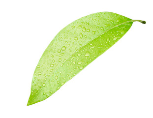Fototapeta na wymiar Green leaf with water drop on white with clipping path