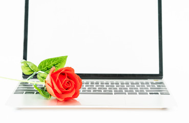 Red rose on laptop on white