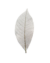 Beautiful decorative skeleton leaf on white background © New Africa
