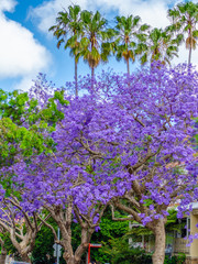 Sydney Jacarandas blossom