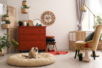 Adorable cat on pet bed in stylish room interior
