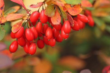 red berries of viburnum on a branch