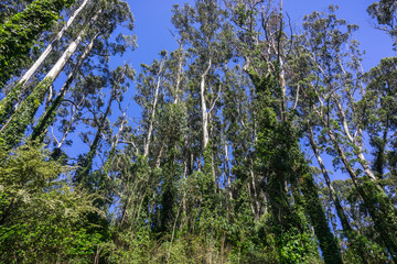 Eucalyptus trees covered in ivy; these trees are considered invasive in the San Francisco bay area and the rest of California