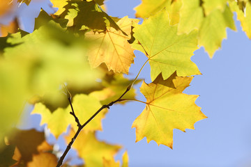 Obraz premium yellow sycamore tree leaves on blue sky background
