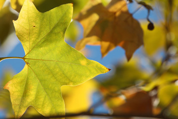 yellow sycamore tree leaves on blue sky background