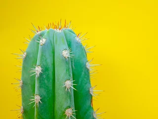 Crédence de cuisine en verre imprimé Cactus Cactus vert sur fond jaune, design créatif minimal, couleur créative inhabituelle