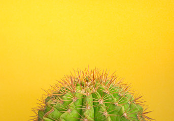 Green cactus on yellow background, Minimal creative design, Creative unusual  color