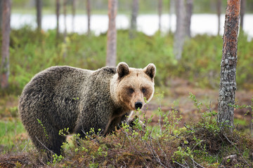 Brown bear walking in the forest.