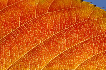 Obraz premium red autumn leaves in morning sunlight