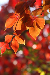 Naklejka na ściany i meble red creeper leaves in autumn 