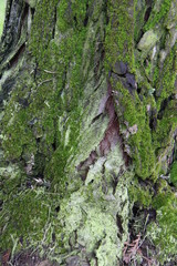 moss on tree