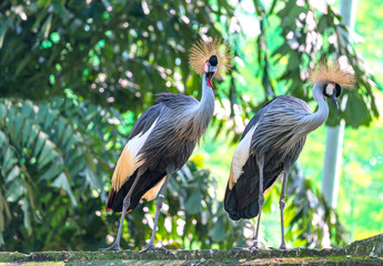 Crane crown in the wildlife sanctuary. This is a bird of the Gruidae family living on the arid prairie of southern Sahara, Africa.