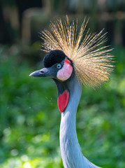 Close up crane crown in the wildlife sanctuary. This is a bird of the Gruidae family living on the arid prairie of southern Sahara, Africa.