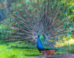 Obraz premium Peacock in the wildlife sanctuary. The males have long shiny green feathers, each with feathers in green, red, bronze, and brown, when tail dance spreads out to form nanotubes to attract females.