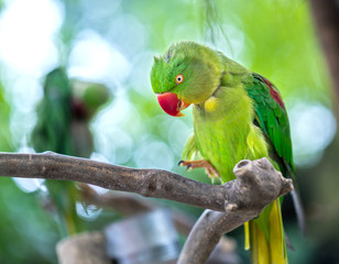 Portrait of Green eclectus parrot or Alexandrine Parakeet in the reserve. This is a bird that is domesticated and raised in the home as a friend