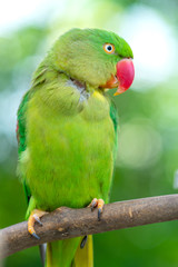 Portrait of Green eclectus parrot or Alexandrine Parakeet in the reserve. This is a bird that is domesticated and raised in the home as a friend