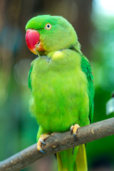 Portrait of Green eclectus parrot or Alexandrine Parakeet in the reserve. This is a bird that is domesticated and raised in the home as a friend