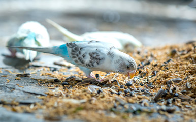 Colorful canaries are eating breakfast on the ground full of rice. This birds lives in the forest and is domesticated to domestic animals