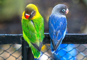 Lovebird parrots sitting together. This birds lives in the forest and is domesticated to domestic animals