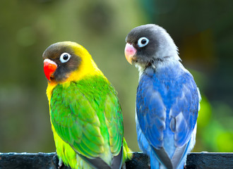 Lovebird parrots sitting together. This birds lives in the forest and is domesticated to domestic animals
