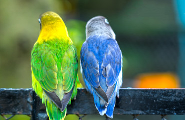 Obraz premium Lovebird parrots sitting together. This birds lives in the forest and is domesticated to domestic animals