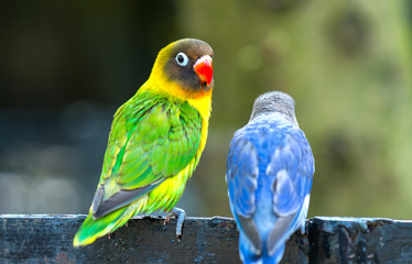 Lovebird parrots sitting together. This birds lives in the forest and is domesticated to domestic animals