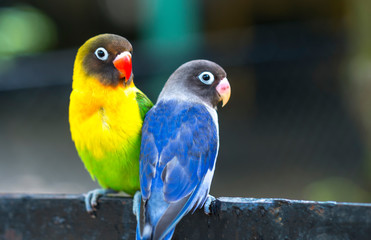 Lovebird parrots sitting together. This birds lives in the forest and is domesticated to domestic animals