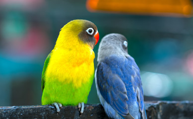 Lovebird parrots sitting together. This birds lives in the forest and is domesticated to domestic animals