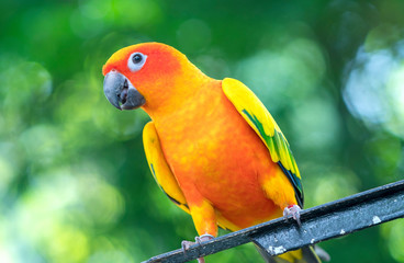 The colorful parrot is relaxing on the fence. This lovebird lives in the forest and is domesticated to domestic animals
