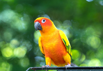 The colorful parrot is relaxing on the fence. This lovebird lives in the forest and is domesticated to domestic animals