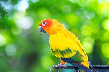 The colorful parrot is relaxing on the fence. This lovebird lives in the forest and is domesticated to domestic animals