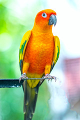 The colorful parrot is relaxing on the fence. This lovebird lives in the forest and is domesticated to domestic animals