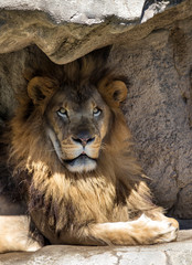 Fototapeta premium The King of the Jungle