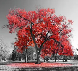Gordijnen Grote rode boom in surrealistische zwart-witte landschapsscène © deberarr