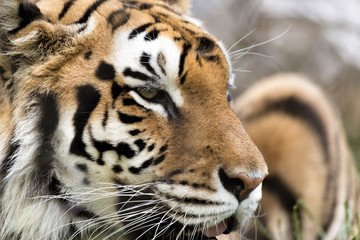 The Portrait of a Tiger