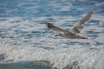 white sea gull flying over the foamy waves