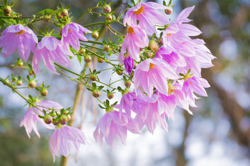 Beautiful blossom pink flower branch tree dahlia