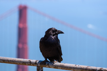 Close up of large raven perched on a metal fence, one of the Golden Gate Bridge's pylons visible in the background, California