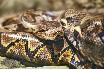 Reticulated python curled up